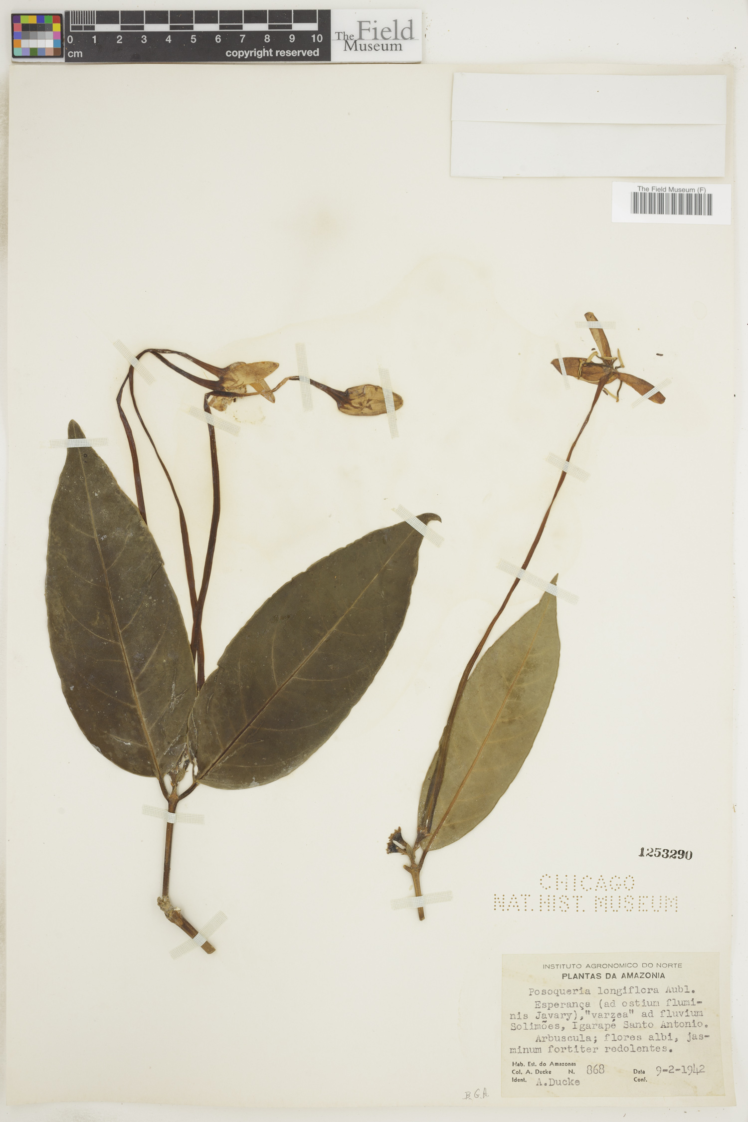 Posoqueria longiflora image