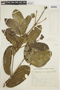 Posoqueria latifolia subsp. latifolia image