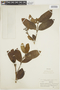 Posoqueria palustris image