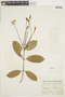 Posoqueria palustris image