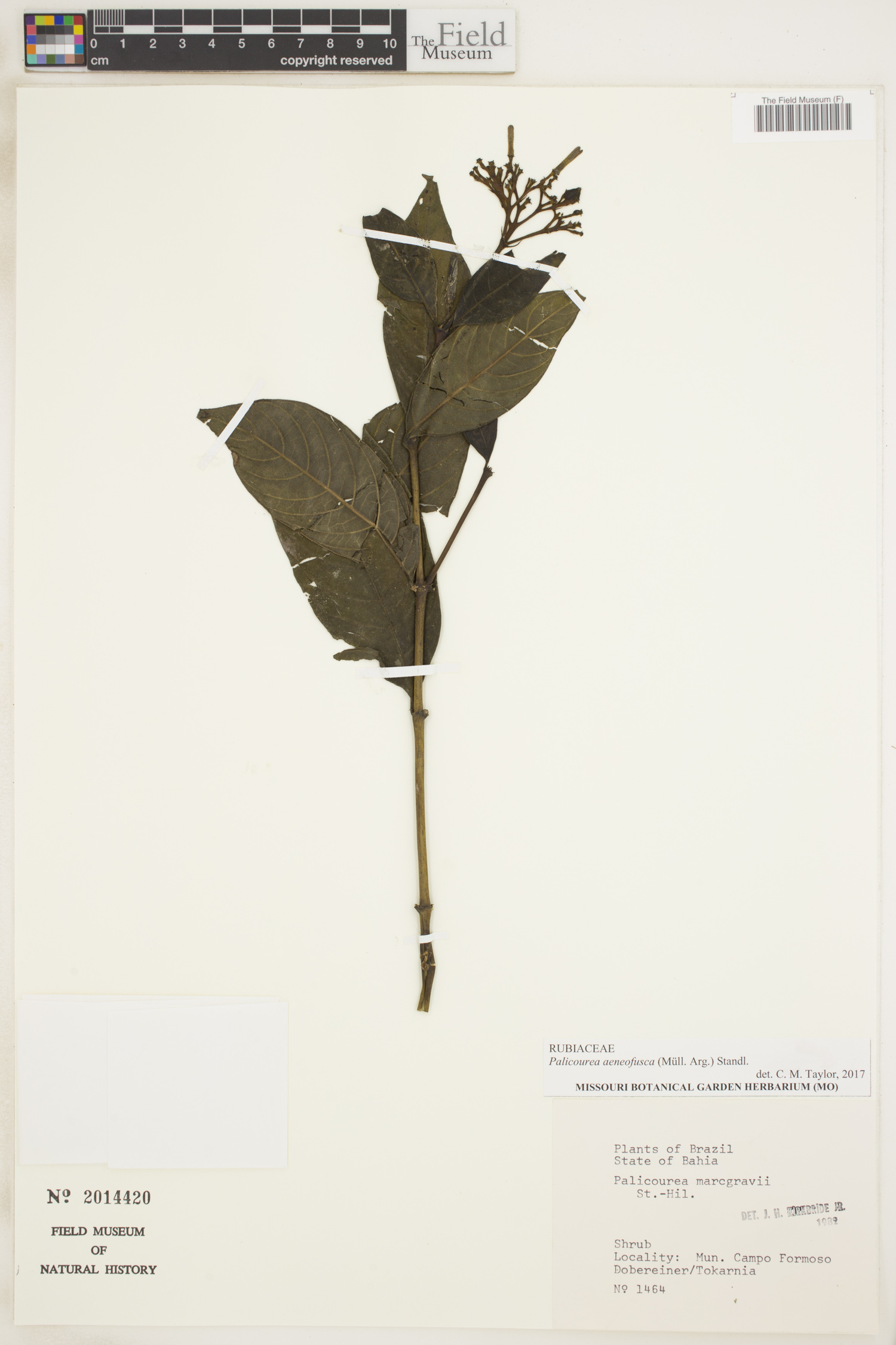 Palicourea aeneofusca image