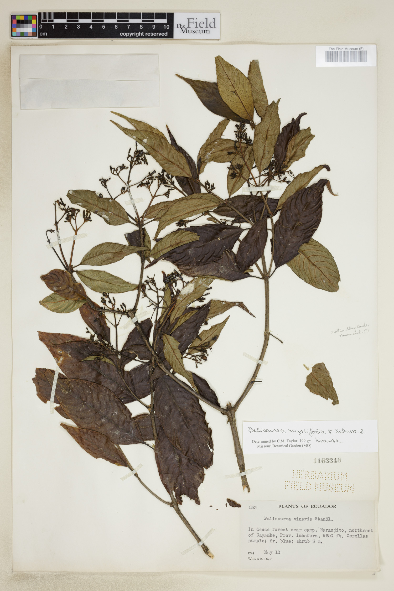 Palicourea myrtifolia image