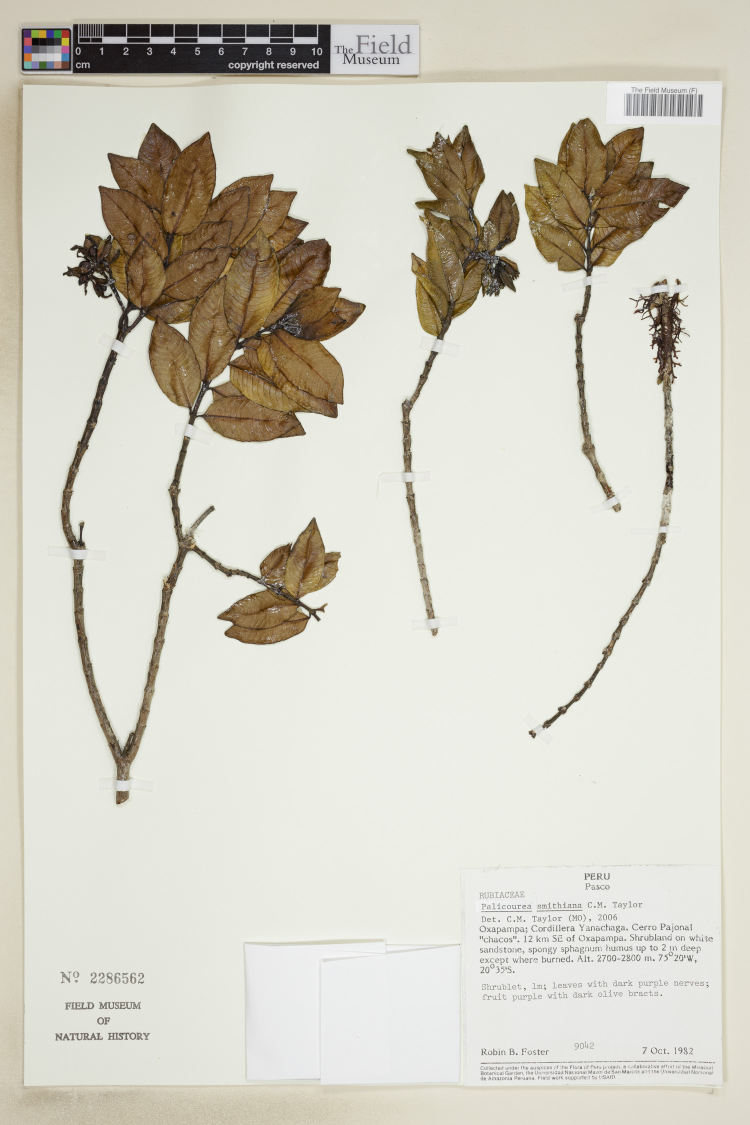 Palicourea smithiana image
