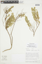 Balbisia gracilis image