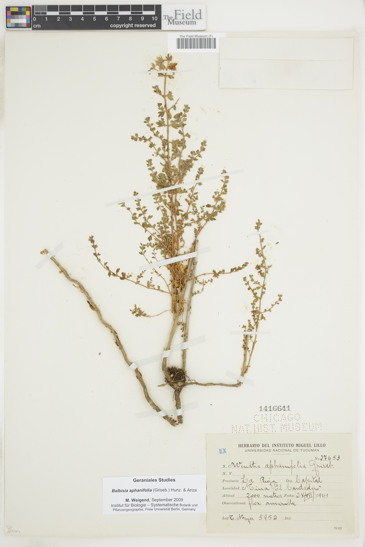 Balbisia aphanifolia image