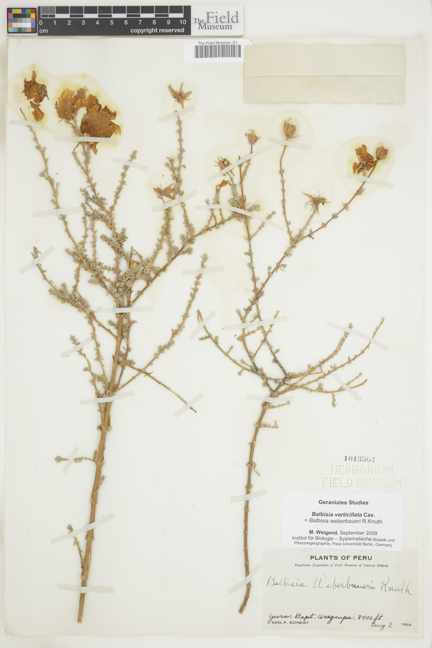 Vivianiaceae image