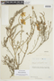 Balbisia verticillata image