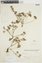 Geranium albicans image