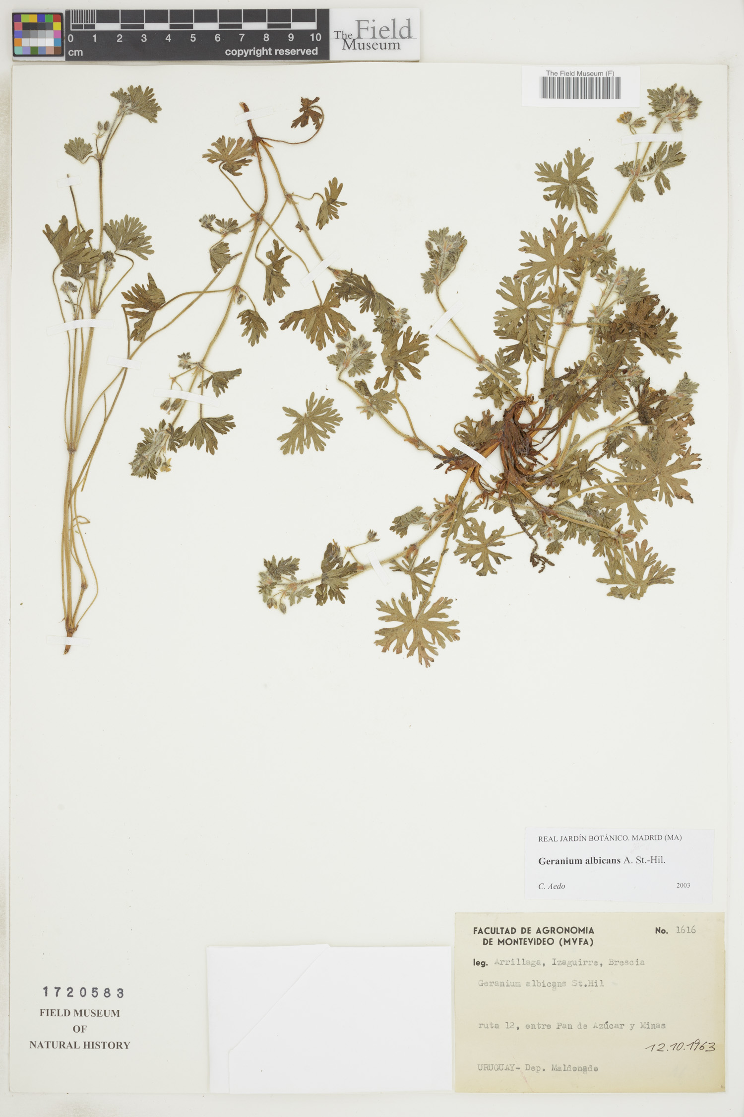 Geranium albicans image