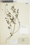 Geranium ayavacense image