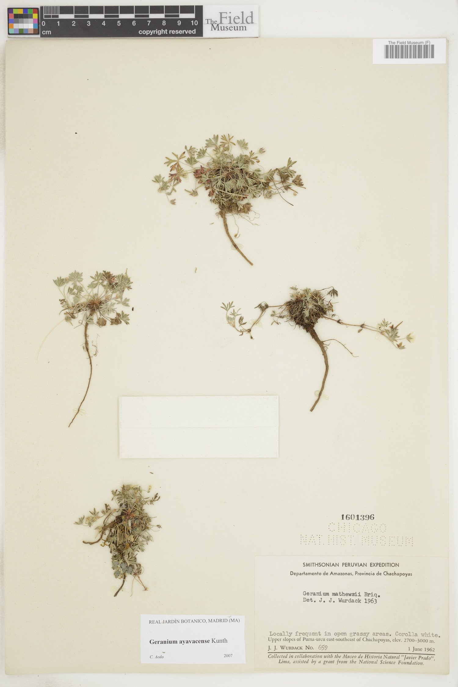 Geranium ayavacense image