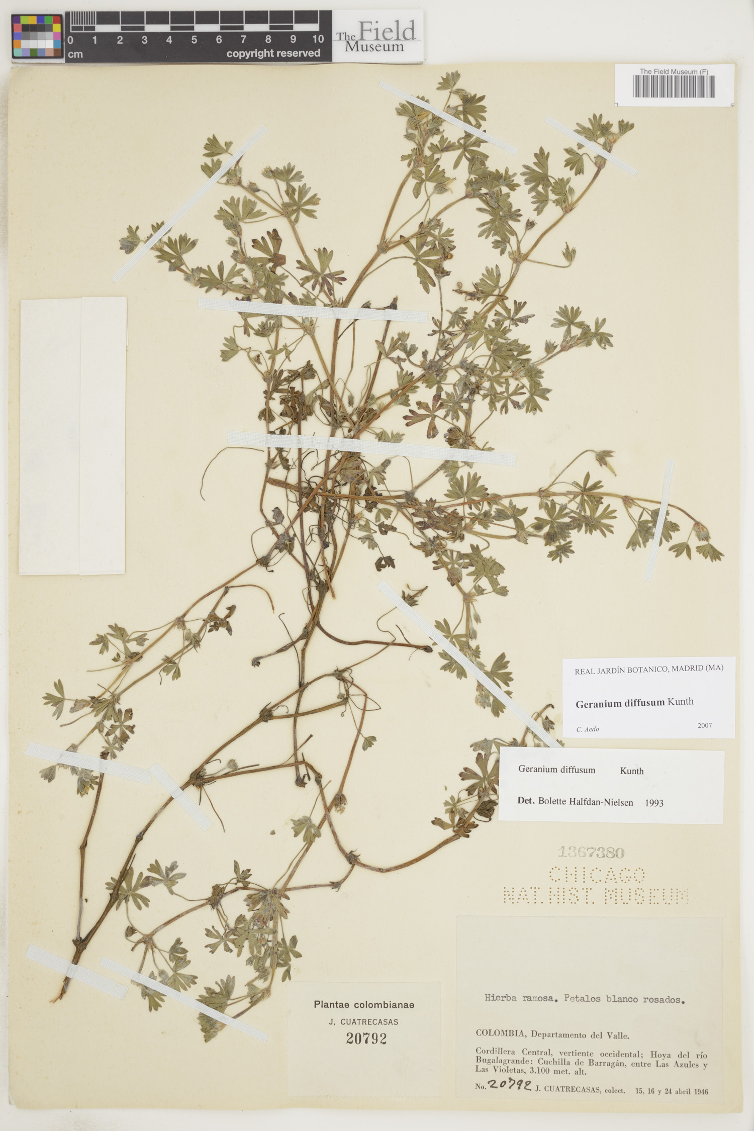 Geranium diffusum image