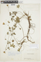 Geranium holosericeum image