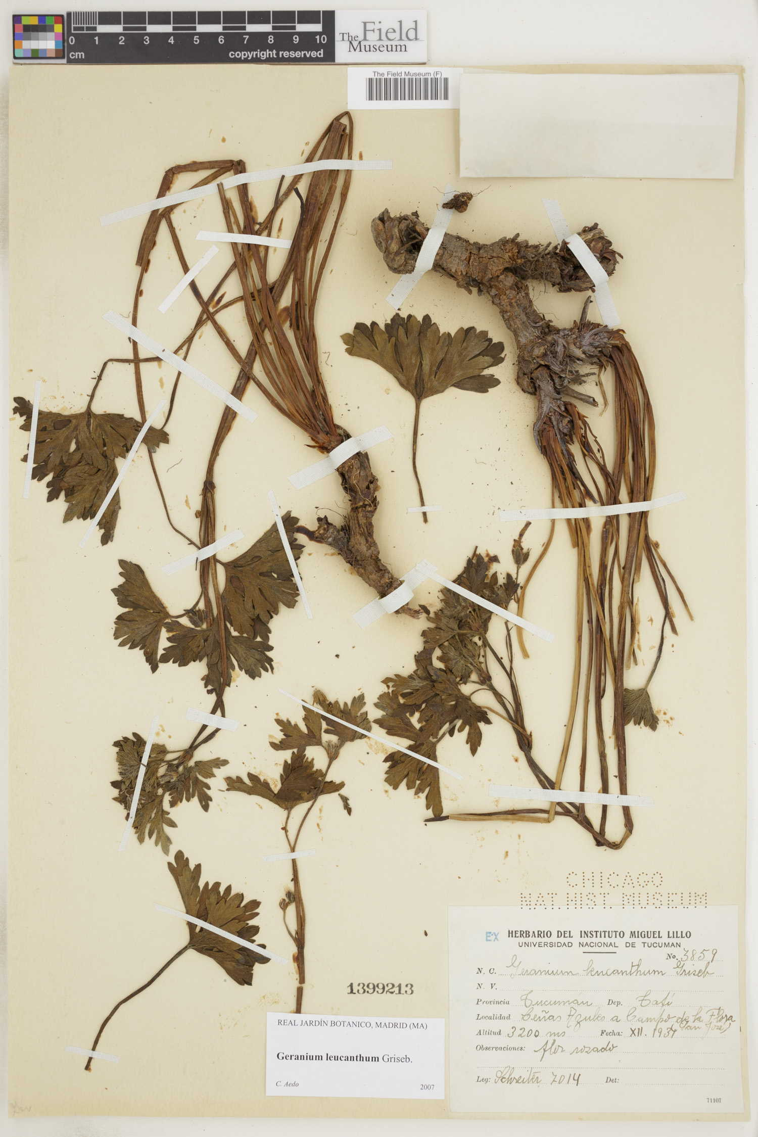 Geranium leucanthum image