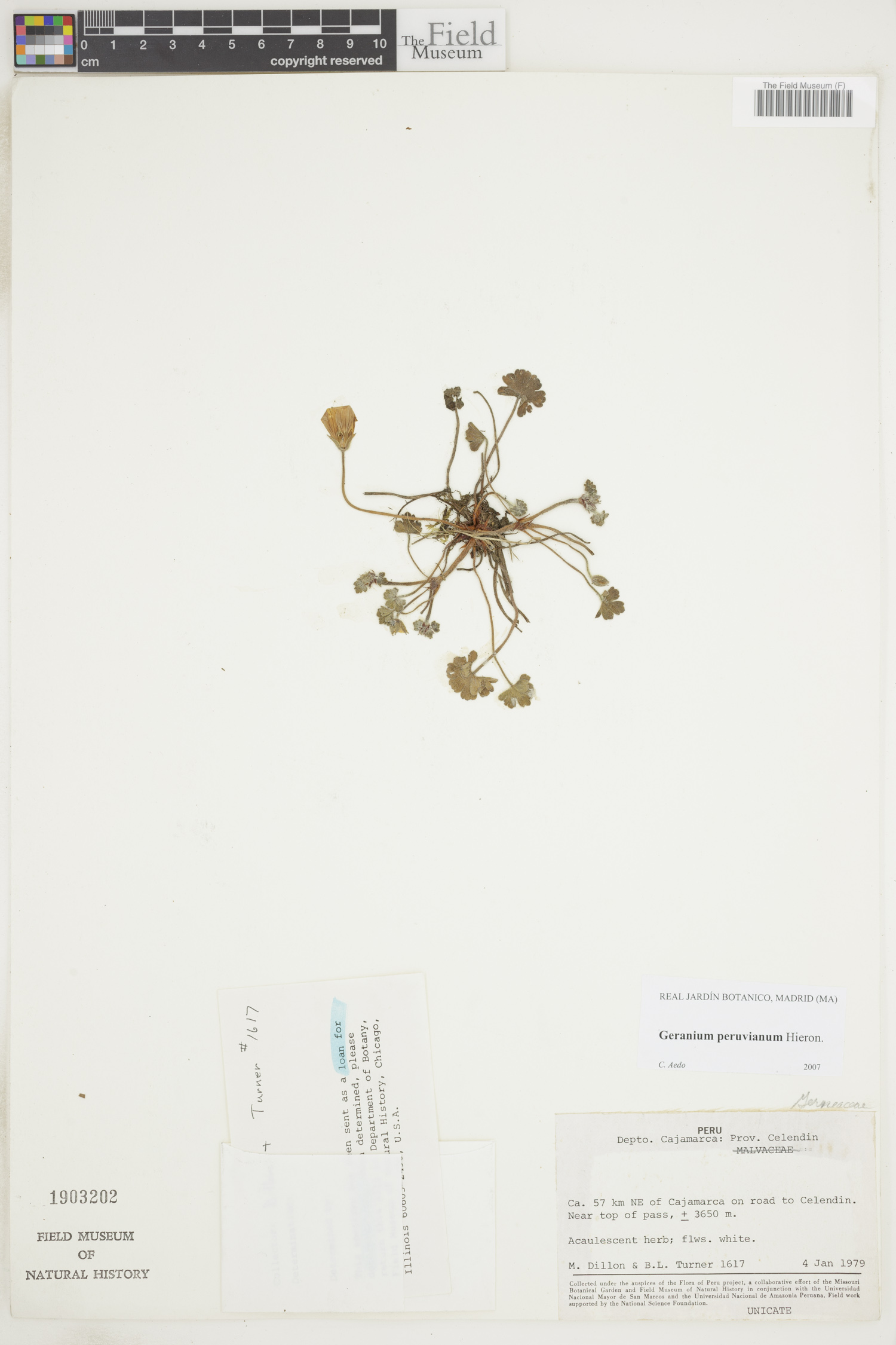 Geranium peruvianum image