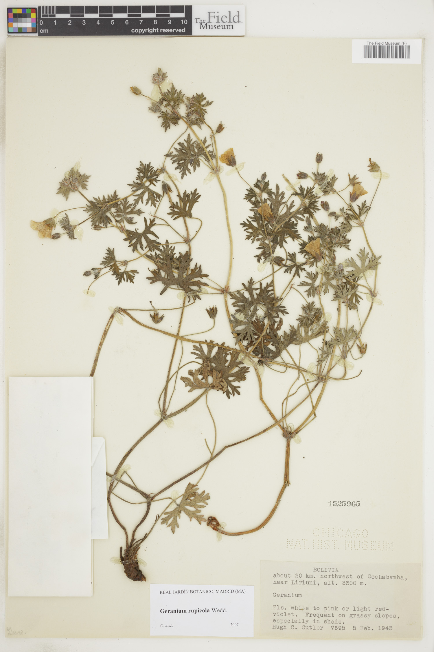 Geranium rupicola image