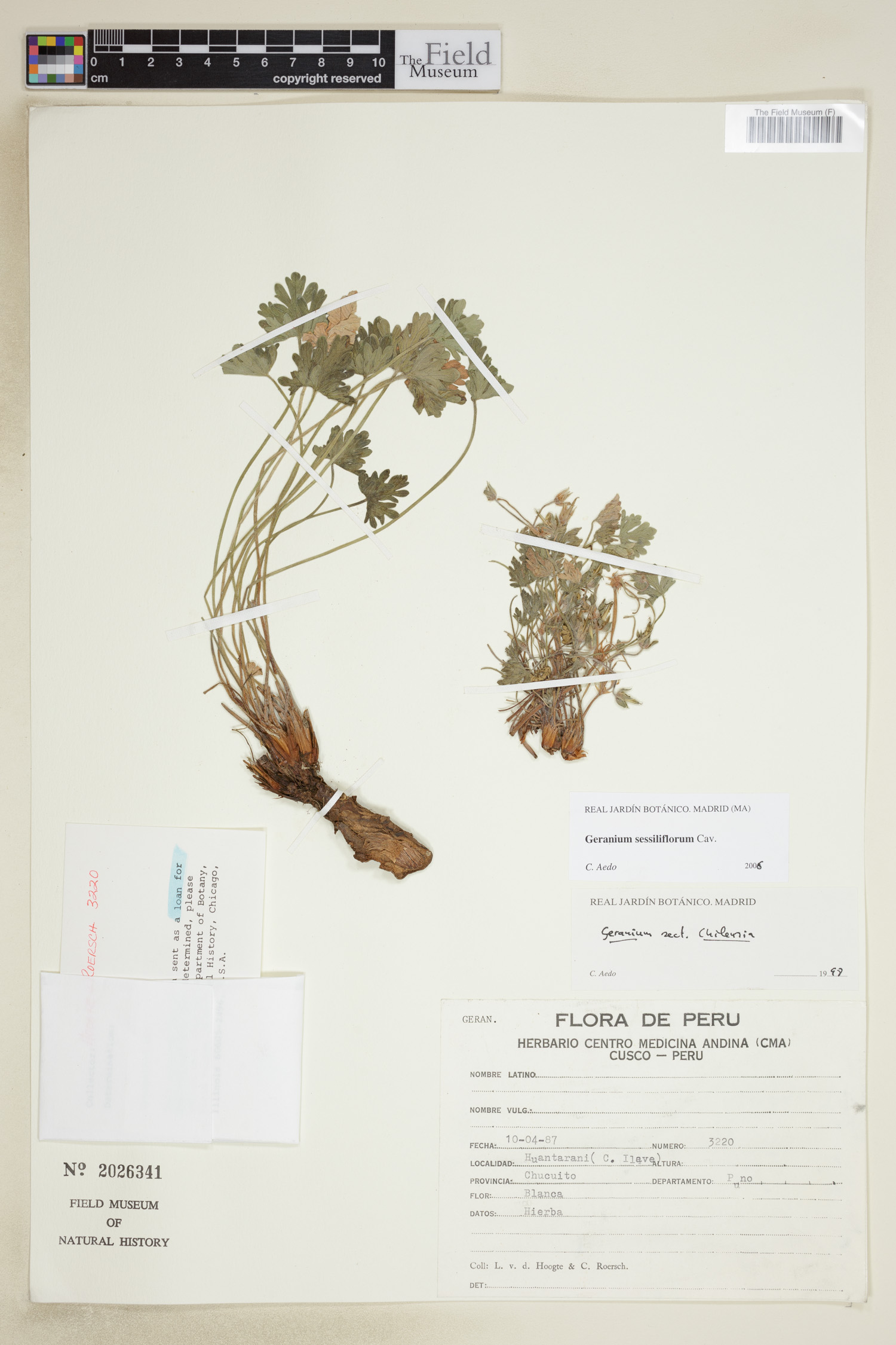 Geranium sessiliflorum image