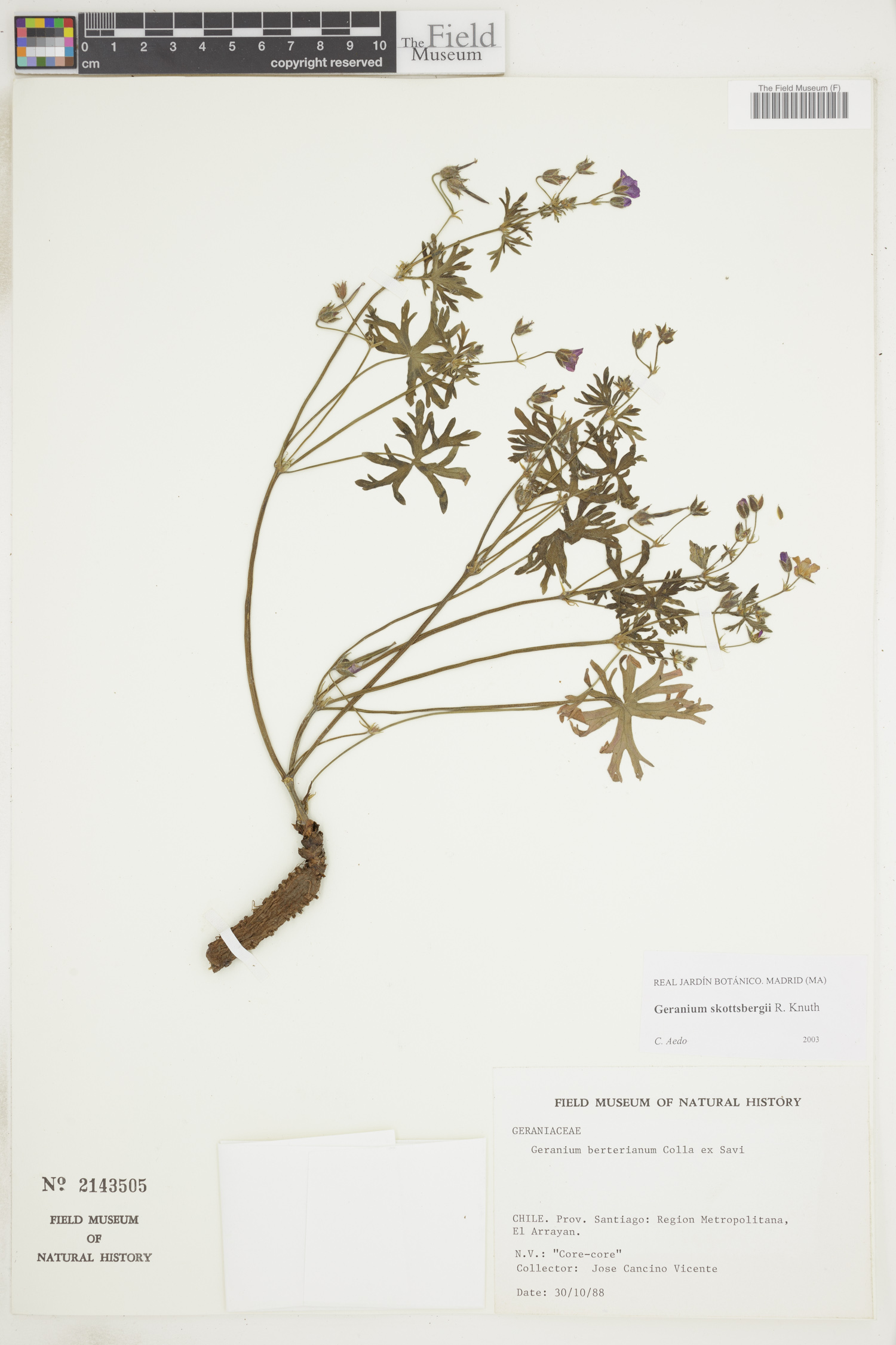 Geranium skottsbergii image