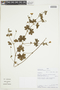 Geranium stuebelii image
