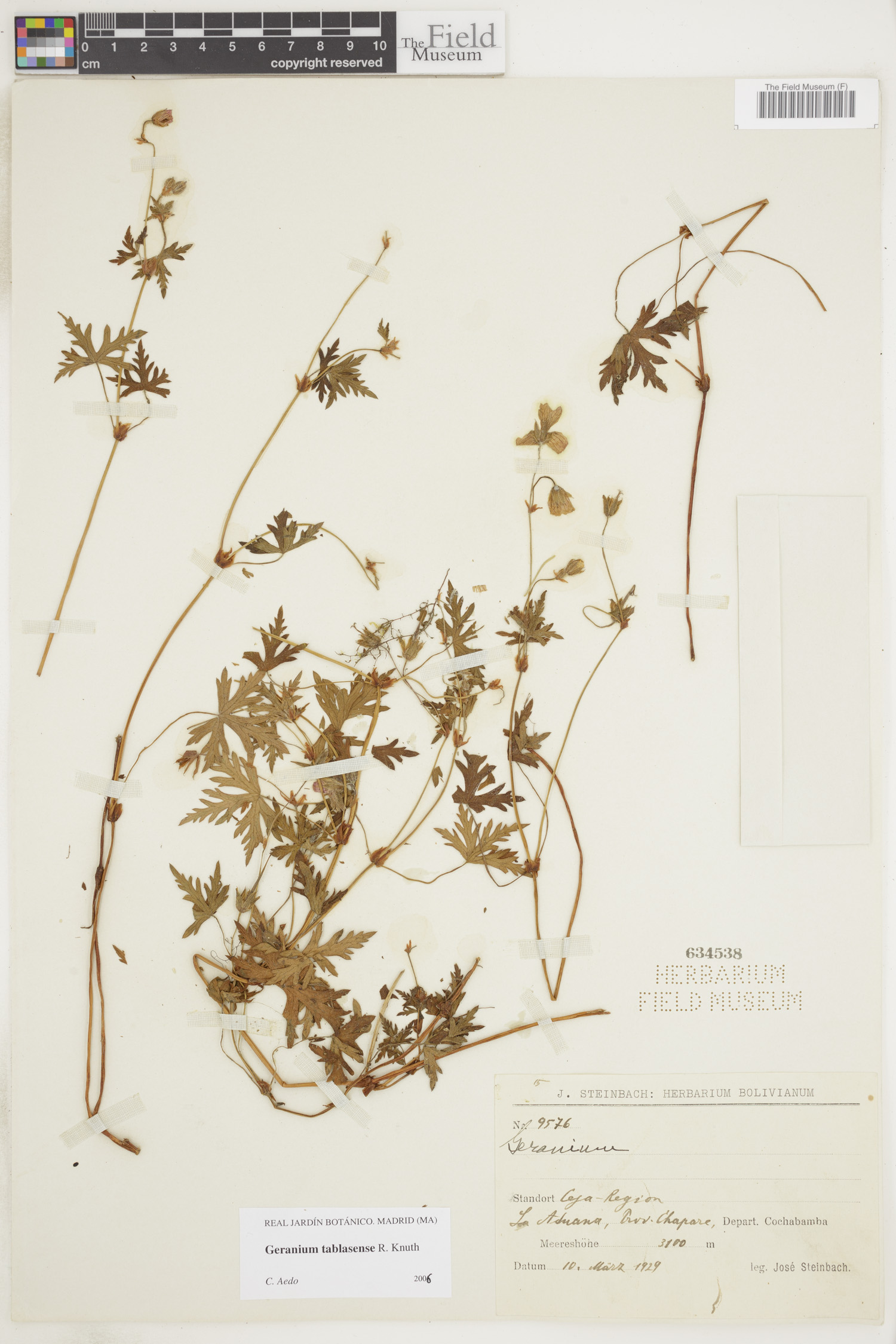 Geranium tablasense image