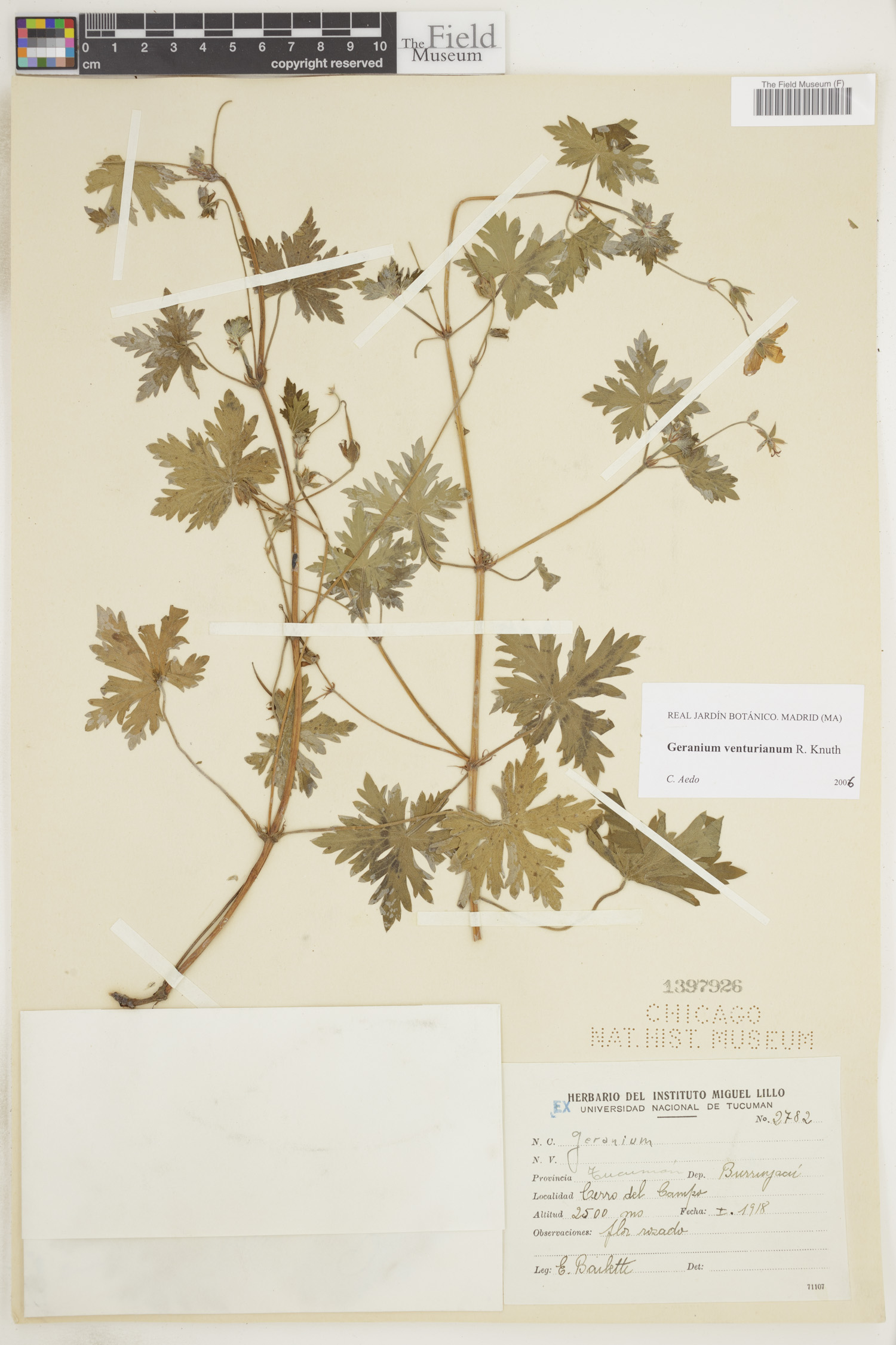 Geranium venturianum image