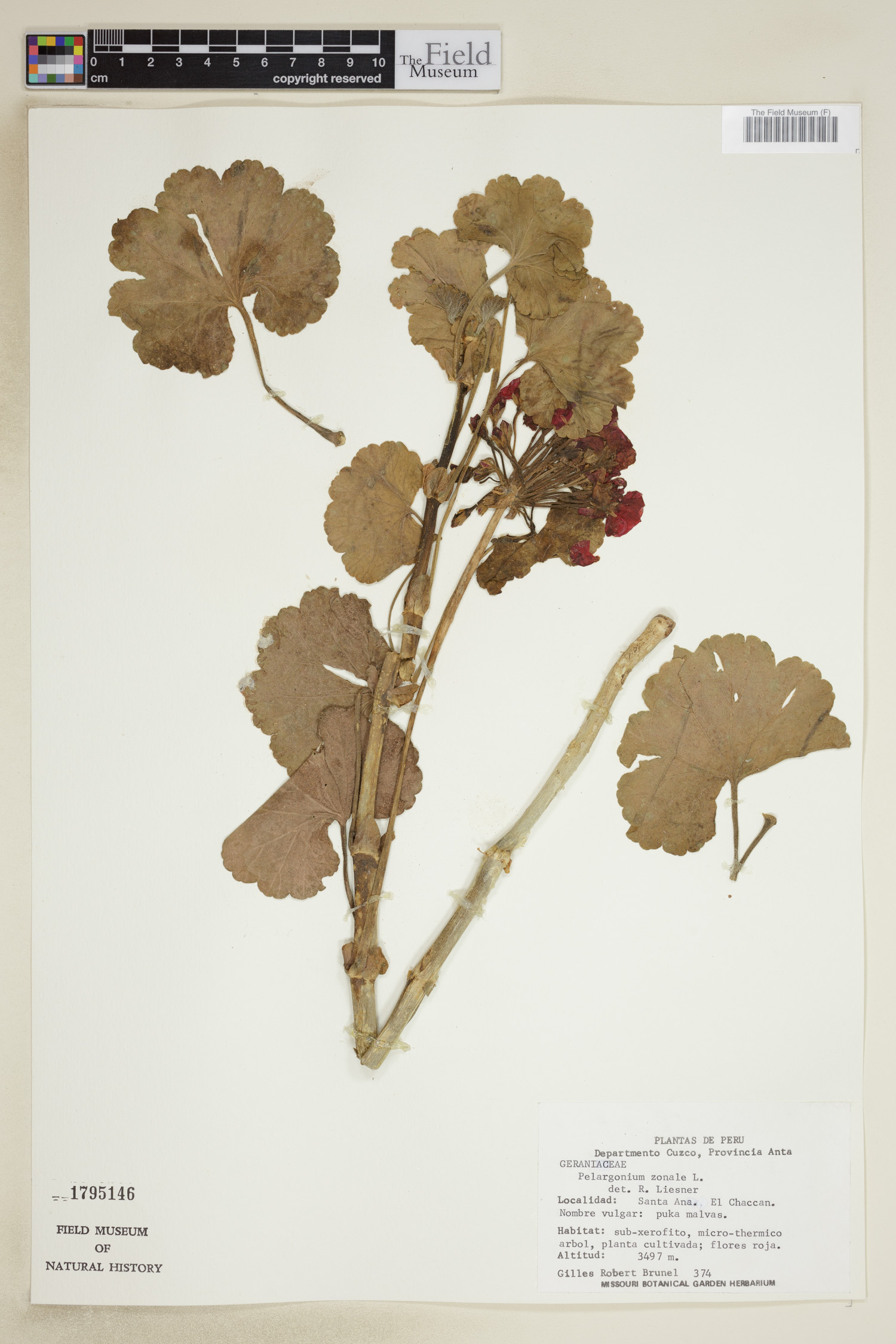Pelargonium zonale image