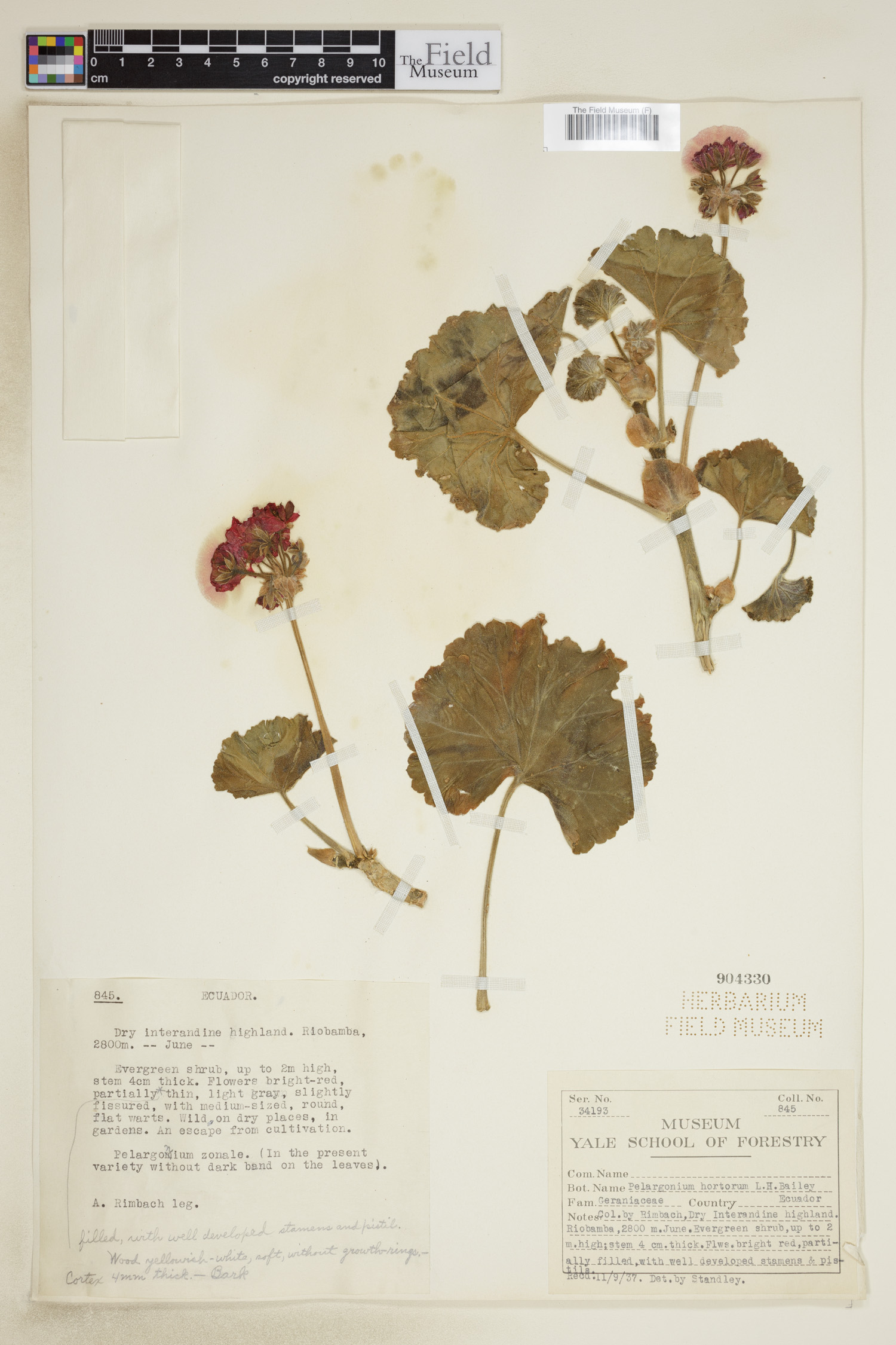 Pelargonium hortorum image