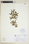 Viviania albiflora image