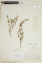 Viviania elegans image