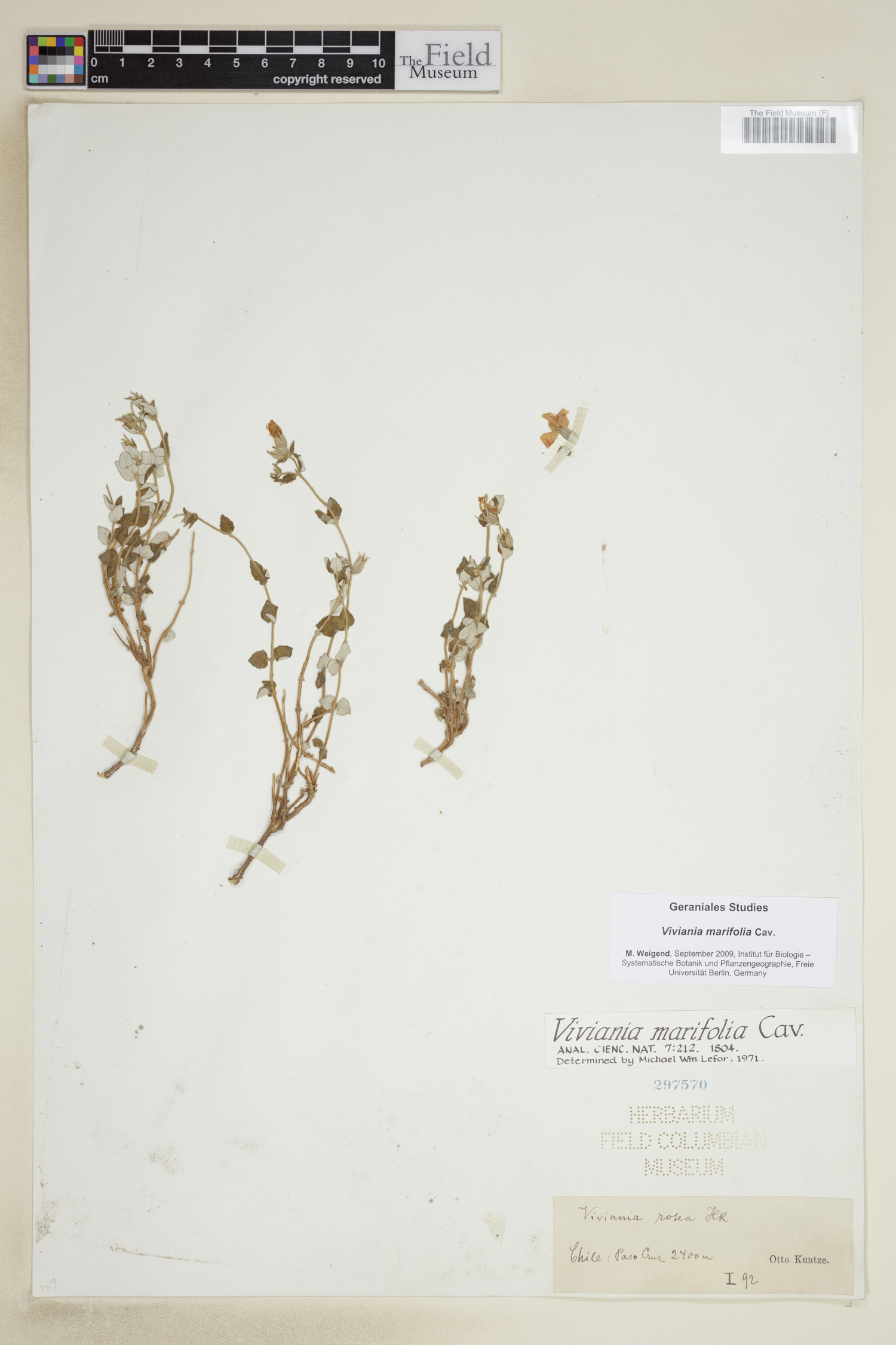 Viviania marifolia image