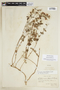 Viviania marifolia image