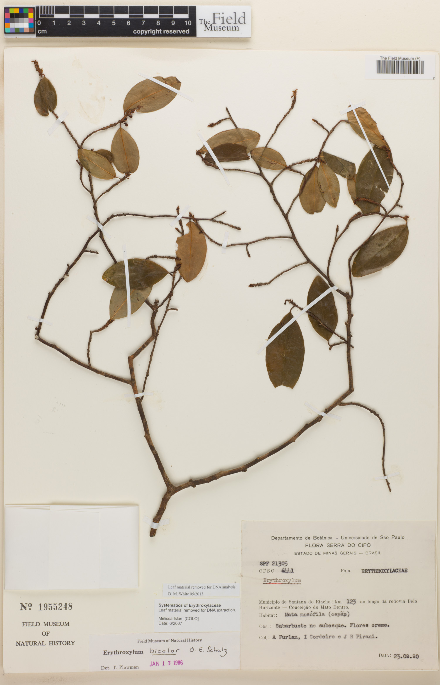 Erythroxylum bicolor