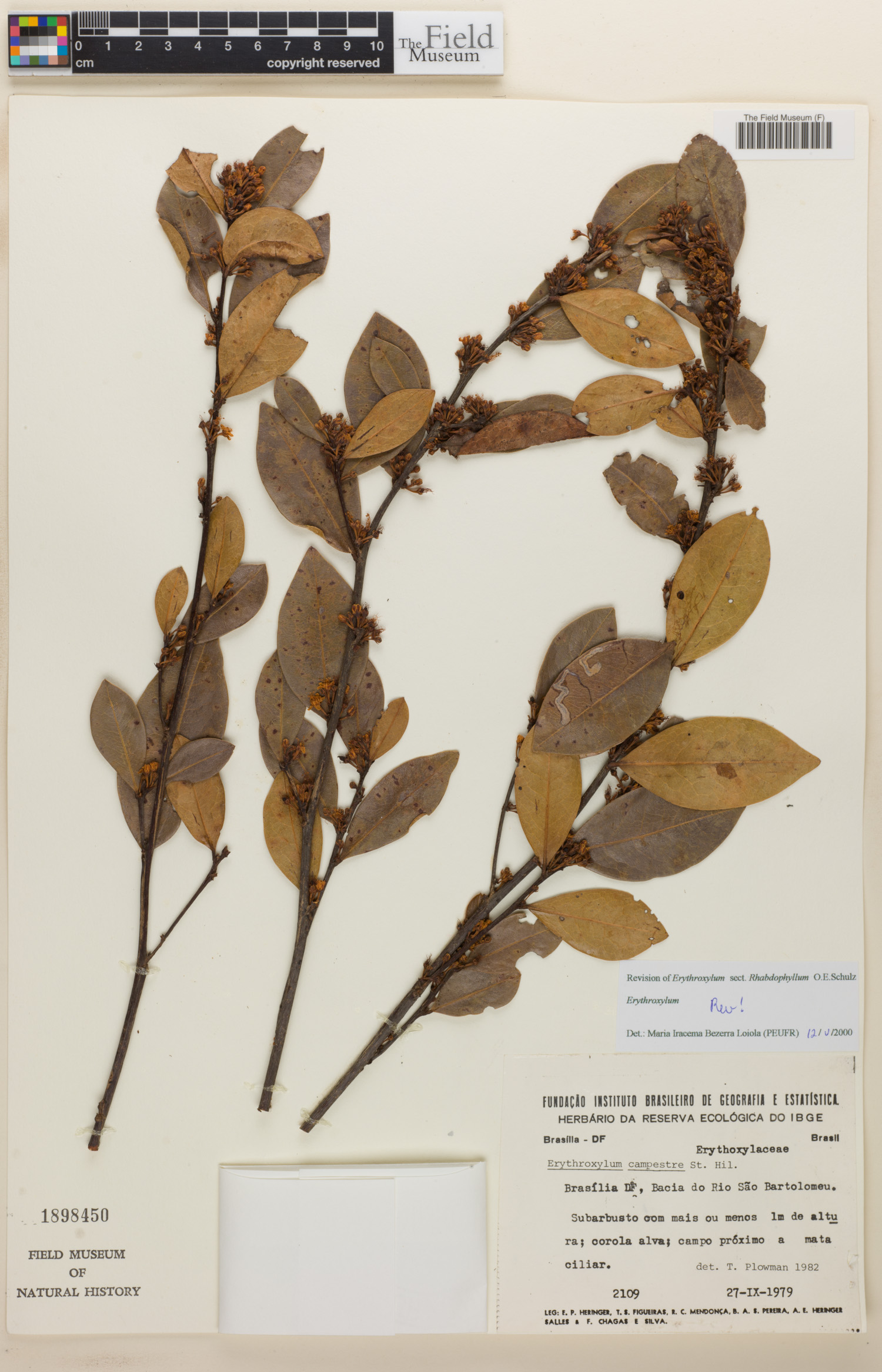 Erythroxylum campestre image