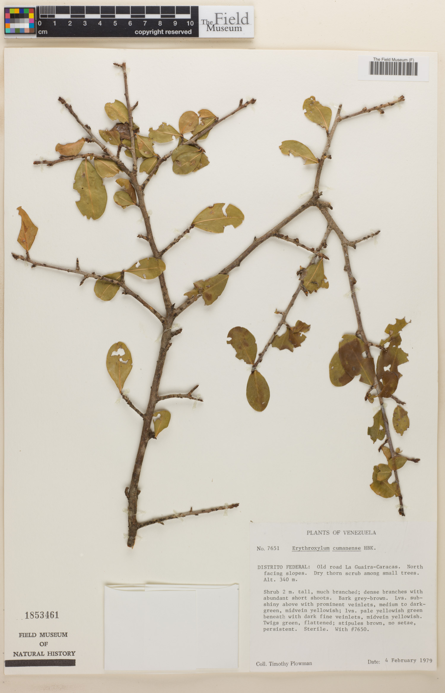 Erythroxylum cumanense image