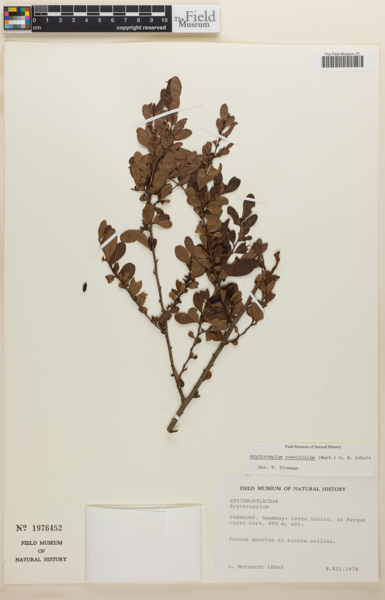 Erythroxylum cuneifolium image