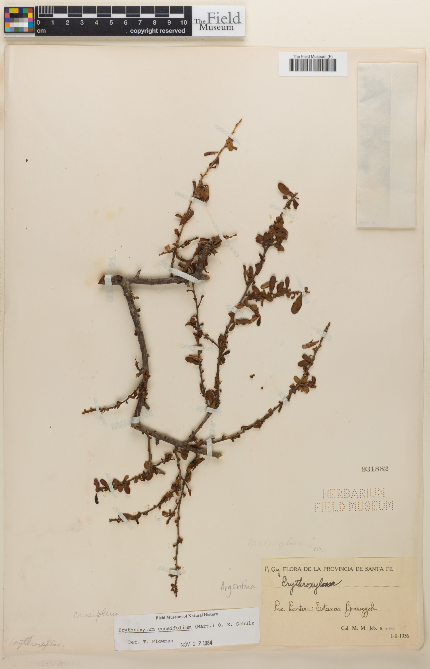 Erythroxylum cuneifolium image