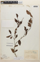 Erythroxylum cuspidifolium image