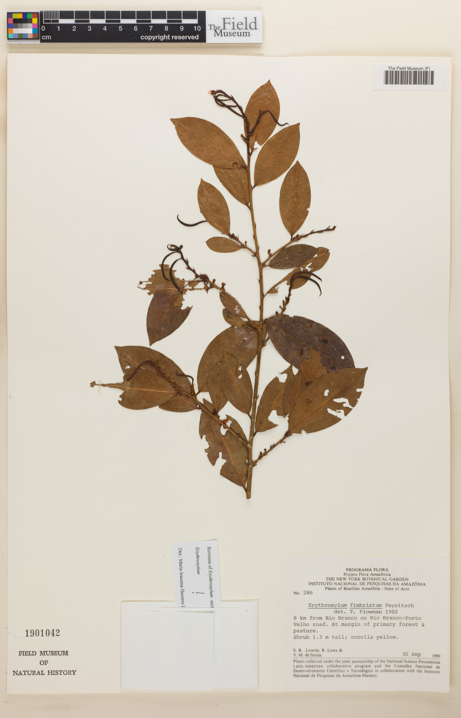 Erythroxylum fimbriatum image