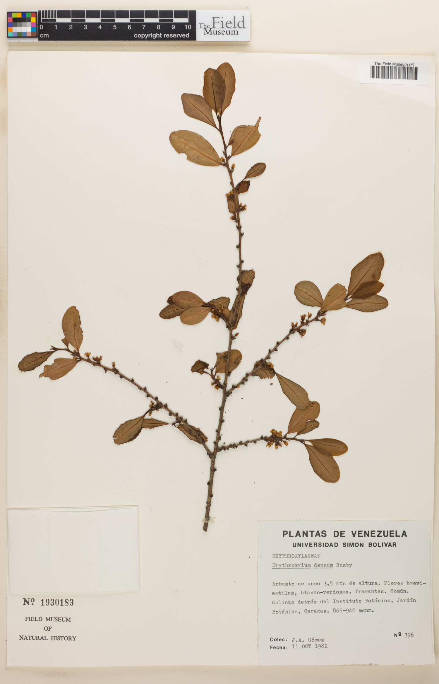 Erythroxylum densum image