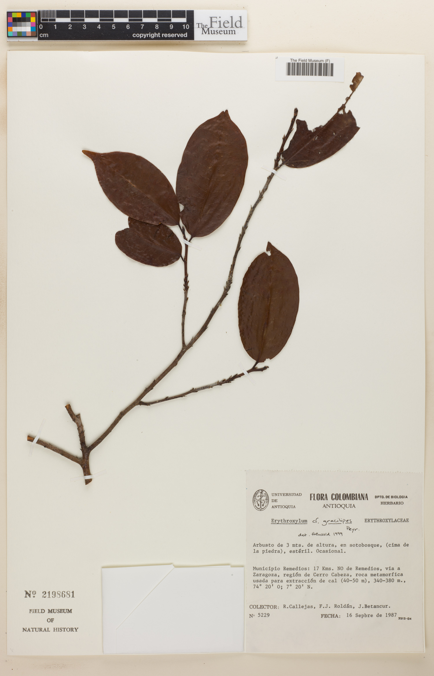 Erythroxylum gracilipes image