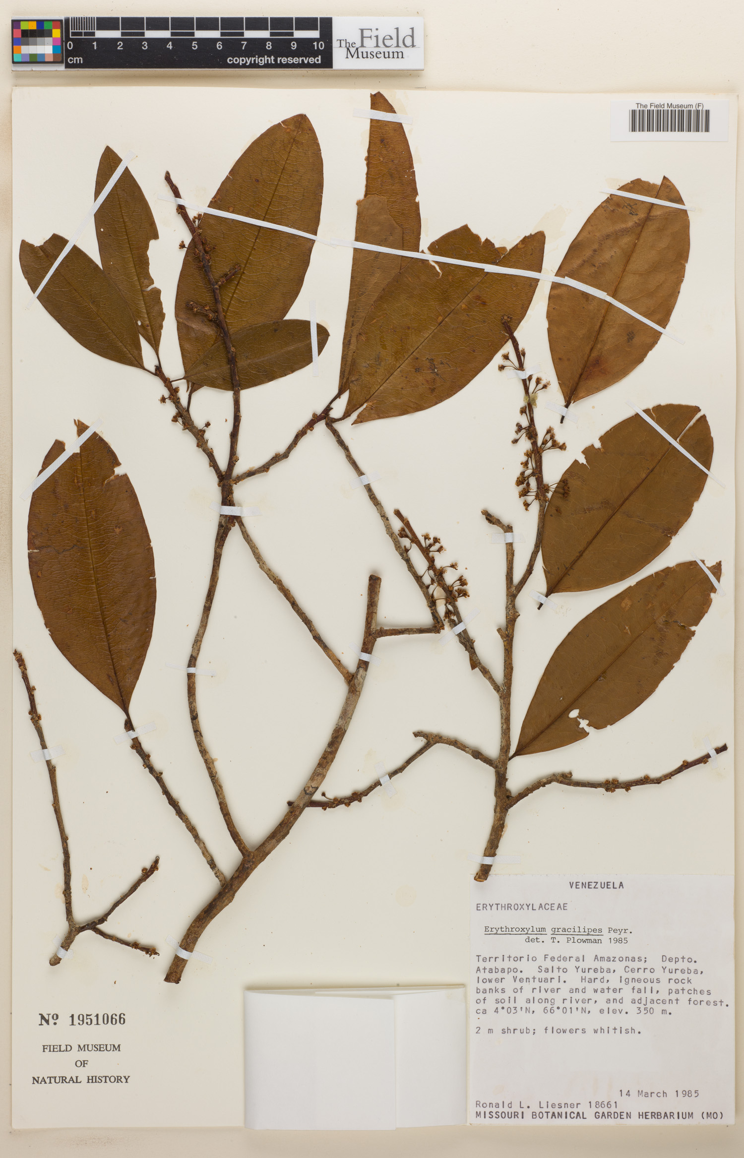 Erythroxylum gracilipes image
