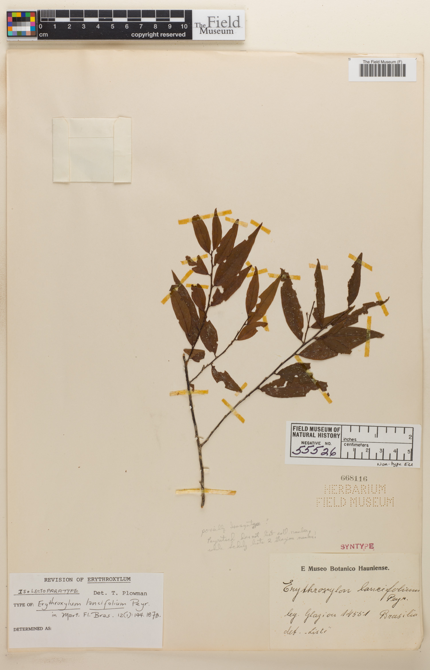 Erythroxylum lancifolium image