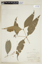 Psychotria venulosa image