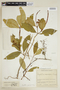 Psychotria egensis image