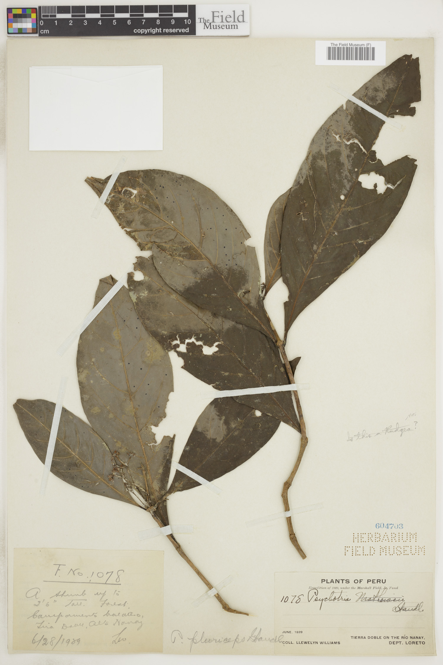 Psychotria pluriceps image