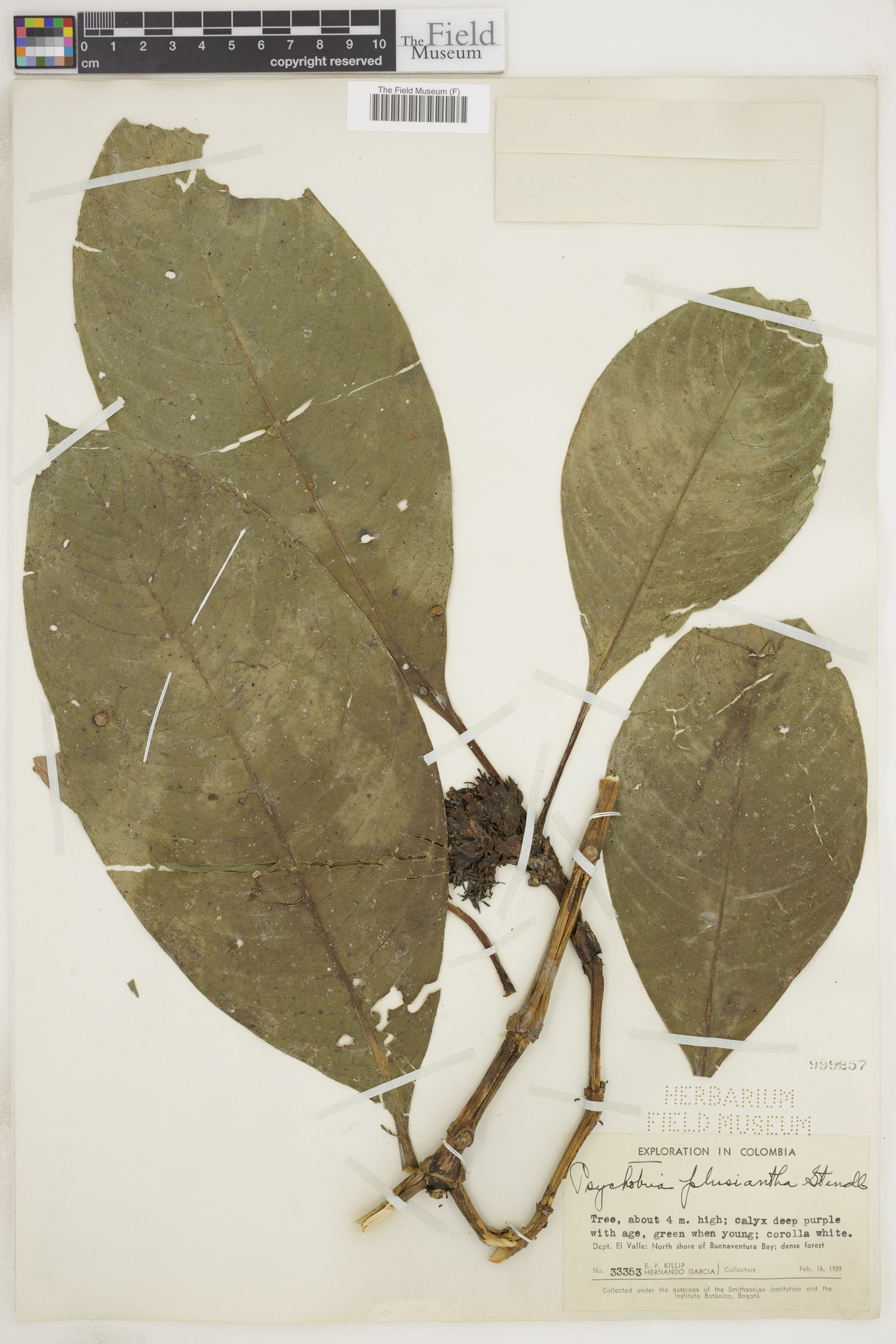 Psychotria plusiantha image
