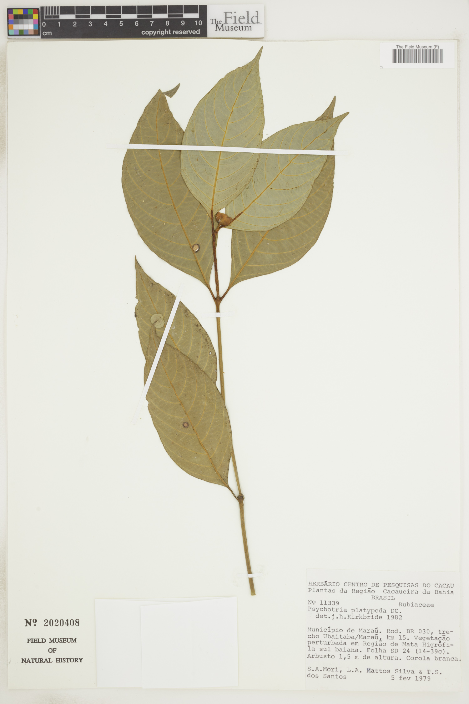 Psychotria platypoda image