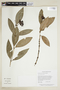 Psychotria crocochlamys image