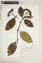 Psychotria crocochlamys image