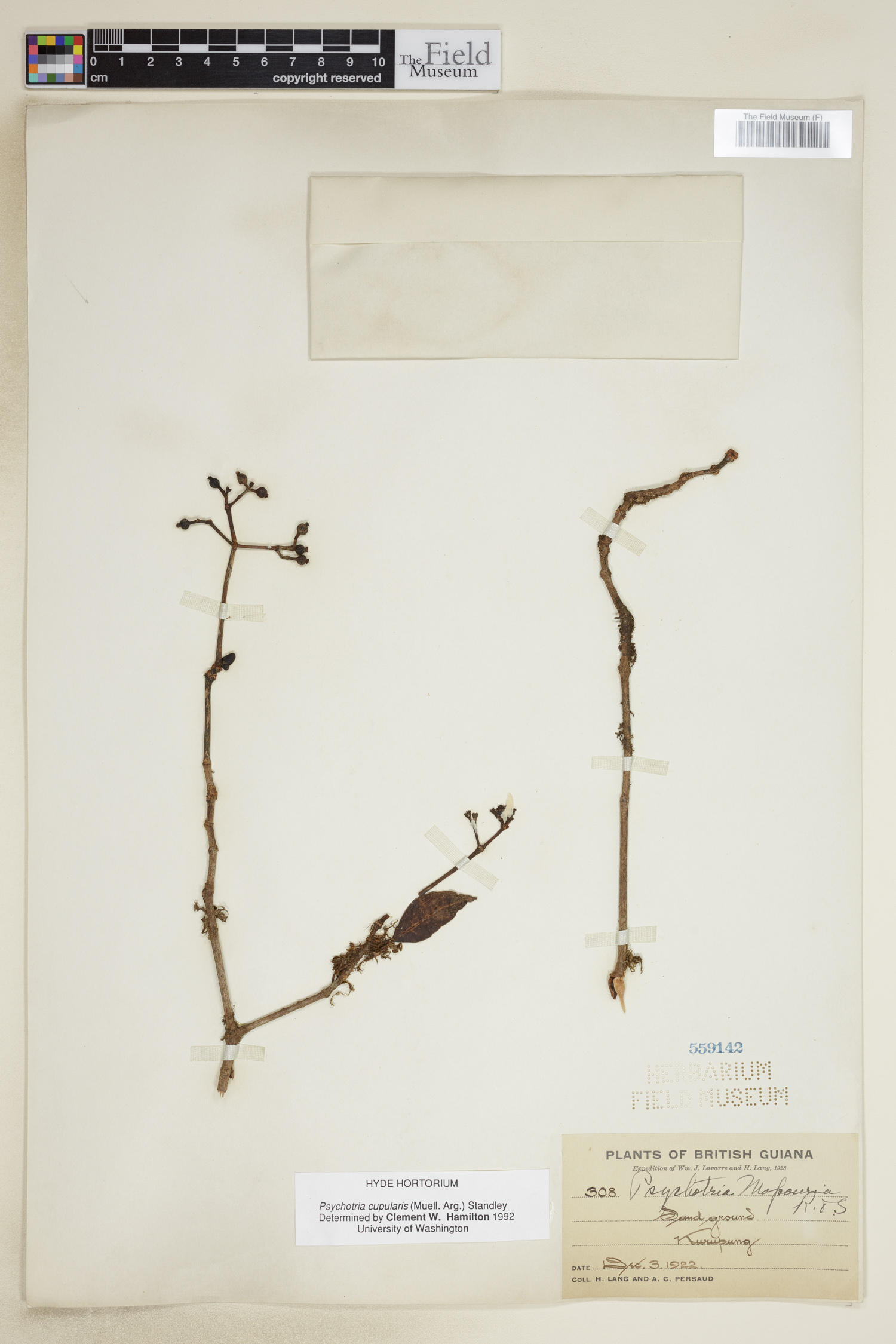 Psychotria cupularis image